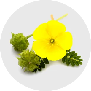 蒺藜