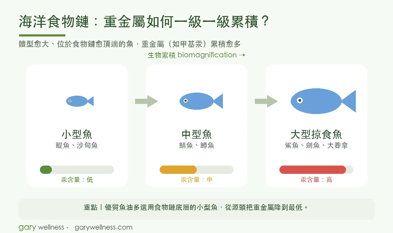 海洋食物鏈重金屬生物累積示意圖：小型魚汞含量低、大型掠食魚汞含量高