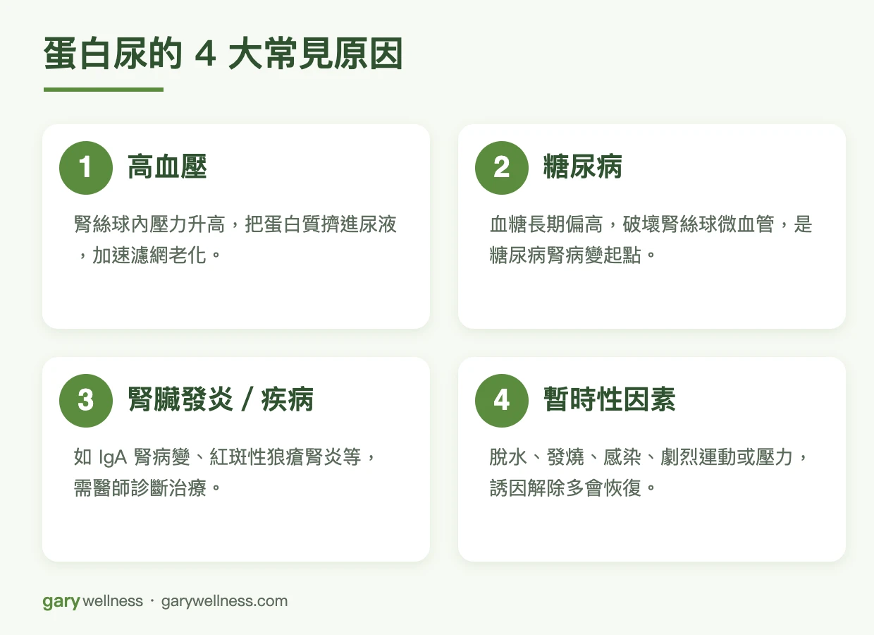 蛋白尿的4大常見原因：高血壓、糖尿病、腎臟發炎或疾病、暫時性因素