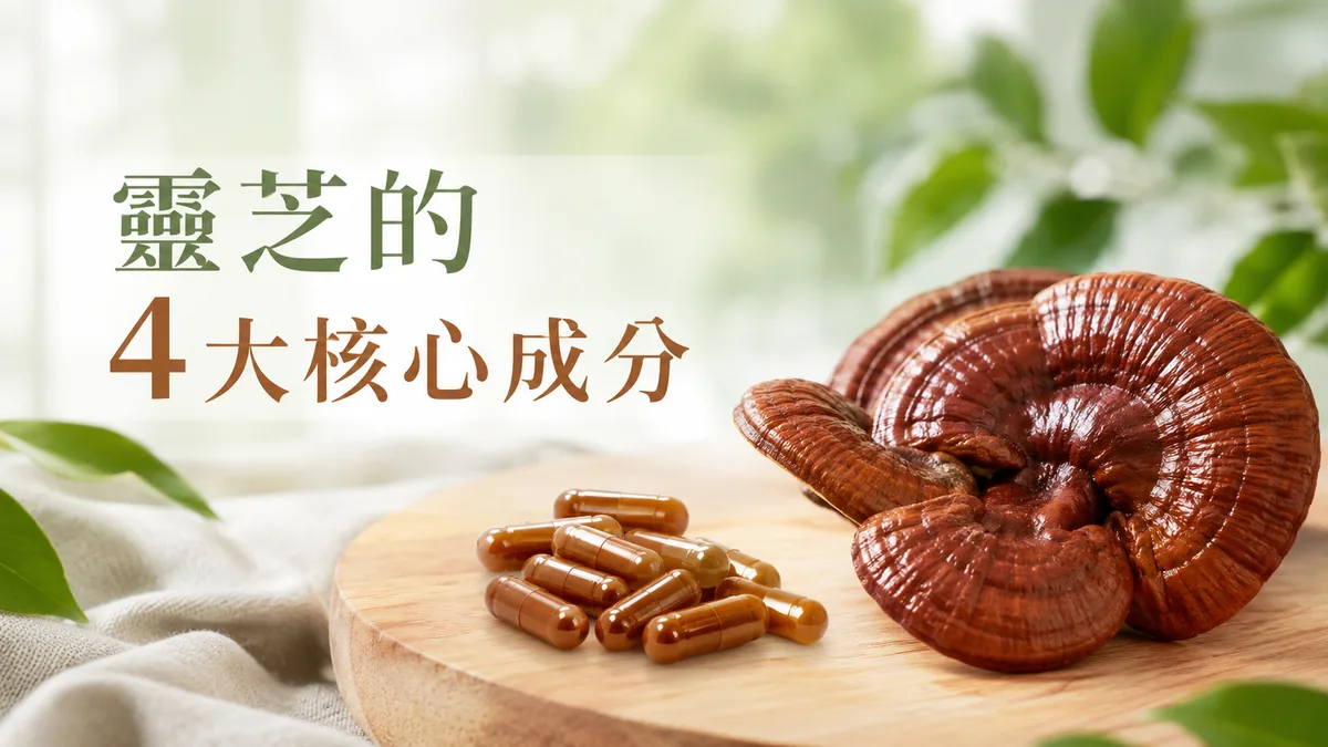靈芝的四大核心成分：赤靈芝與膠囊