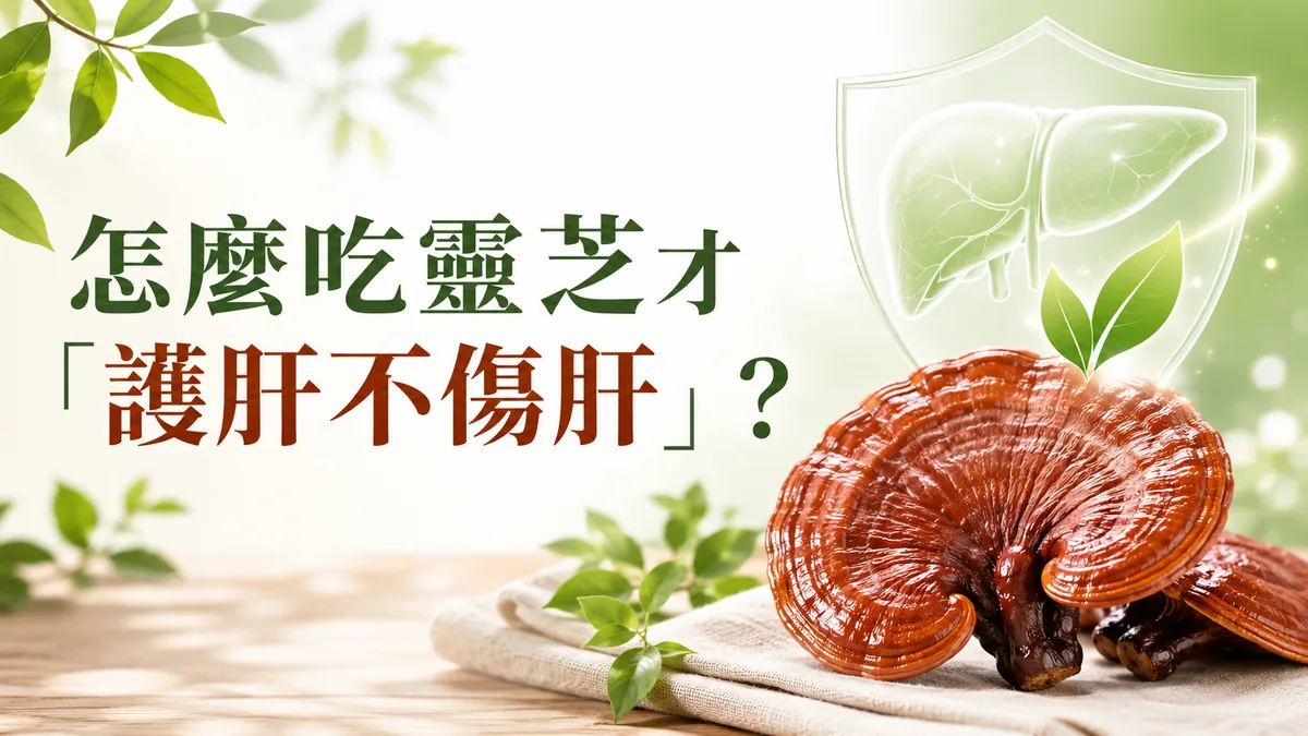 怎麼吃靈芝才護肝不傷肝：赤靈芝與護肝盾牌意象