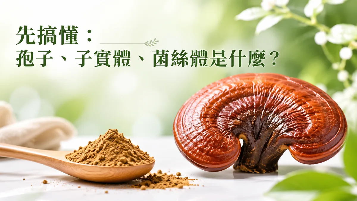 靈芝子實體與孢子粉的分別