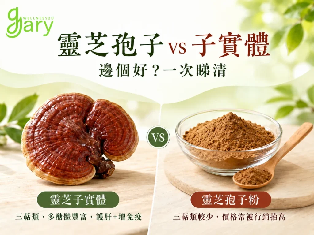 靈芝孢子 vs 子實體示意圖：子實體三萜類多醣體豐富，孢子粉三萜類較少