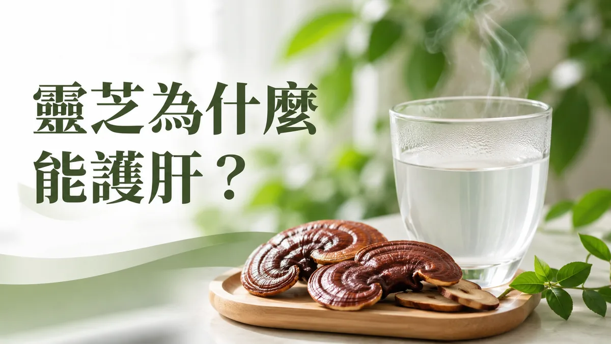 靈芝為什麼能護肝：赤靈芝與溫水