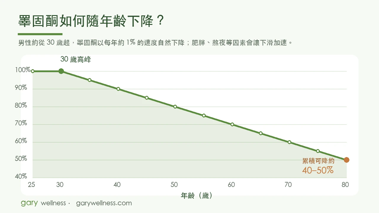 睪固酮隨年齡下降折線圖：男性約30歲達高峰後，每年約下降1%，到80歲累積可降約40至50%