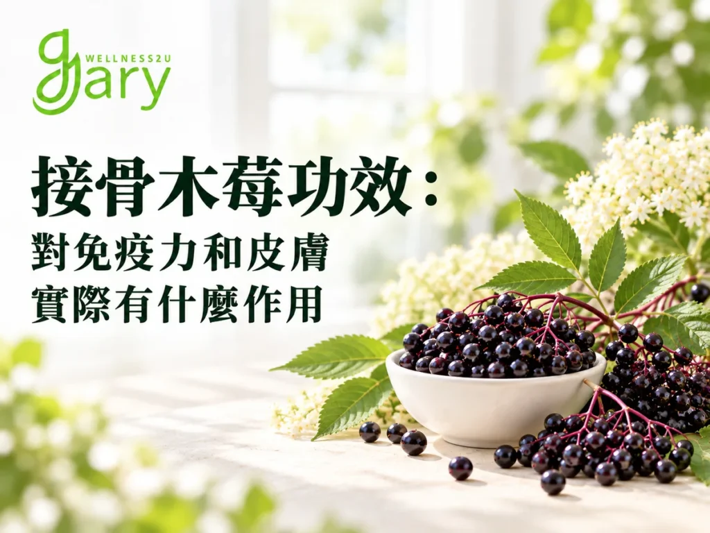 接骨木莓功效示意圖：白瓷碗裡的深紫色黑接骨木莓（elderberry），旁邊是連枝的果串、綠葉與白色接骨木花